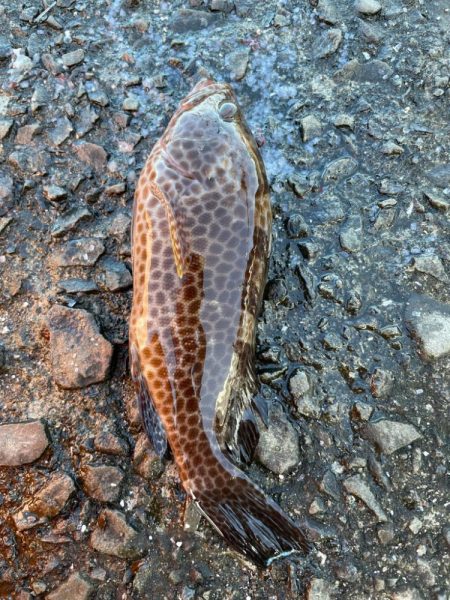 有り合わせタックルでイシガキダイ