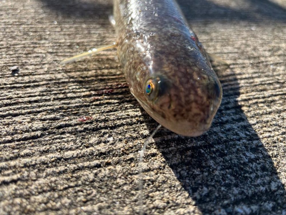 マイワシ釣れました