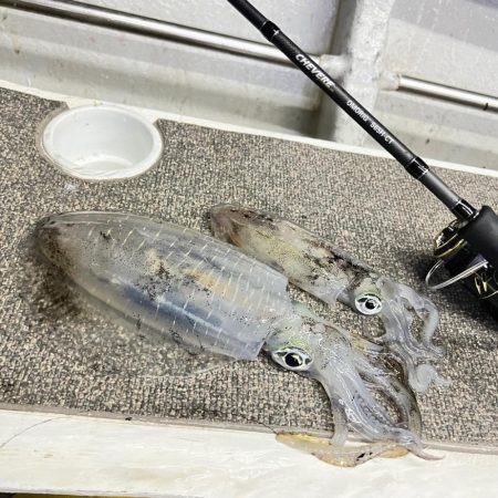 アオリイカ/ティップラン