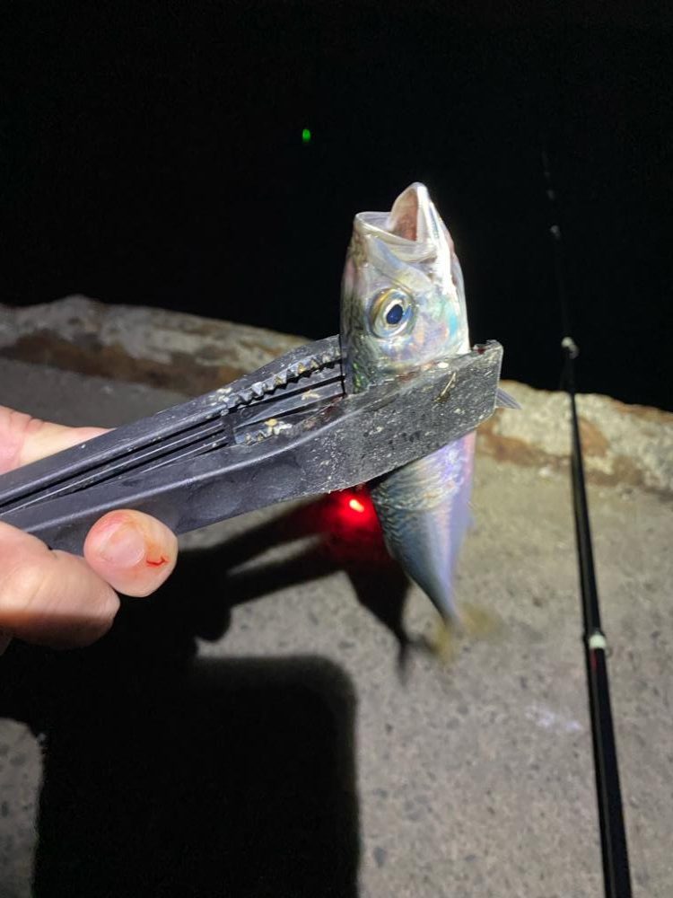 なんとか今年初太刀魚