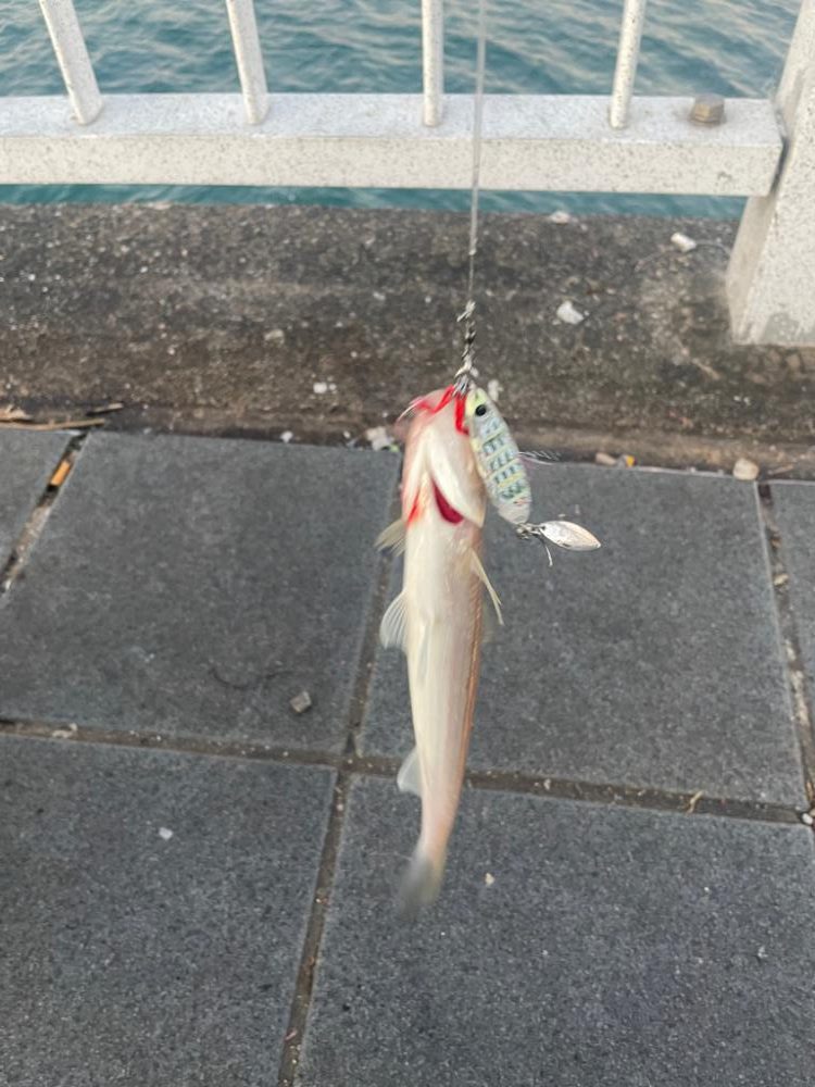 早朝ショアジギング