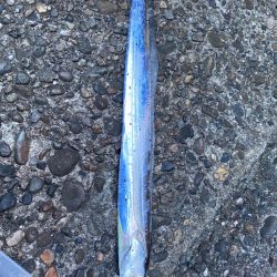 狙ってなかったが太刀魚