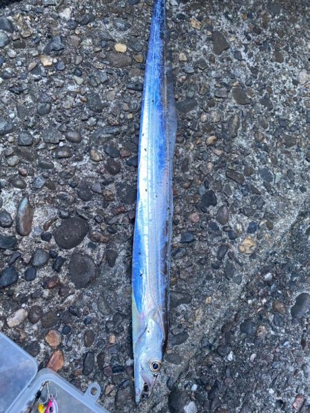 狙ってなかったが太刀魚