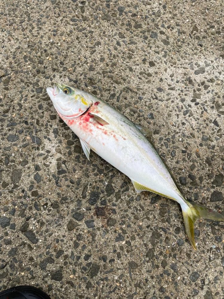 久しぶりの青物