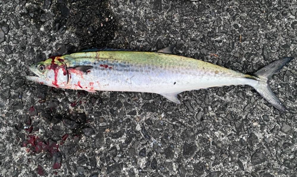 ラッキーダブルパンチ！！