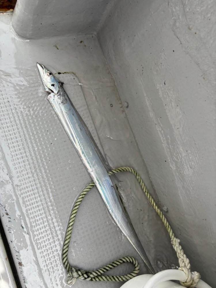 伊勢湾ジギング