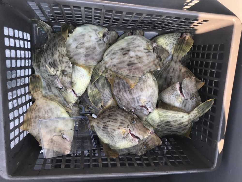 室津のカワハギとフグ