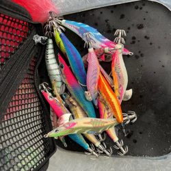 烏賊を探して三千里 Vol.3