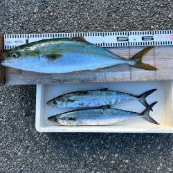 ムコイチ　ショアジギング