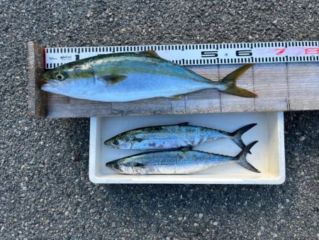 ムコイチ　ショアジギング