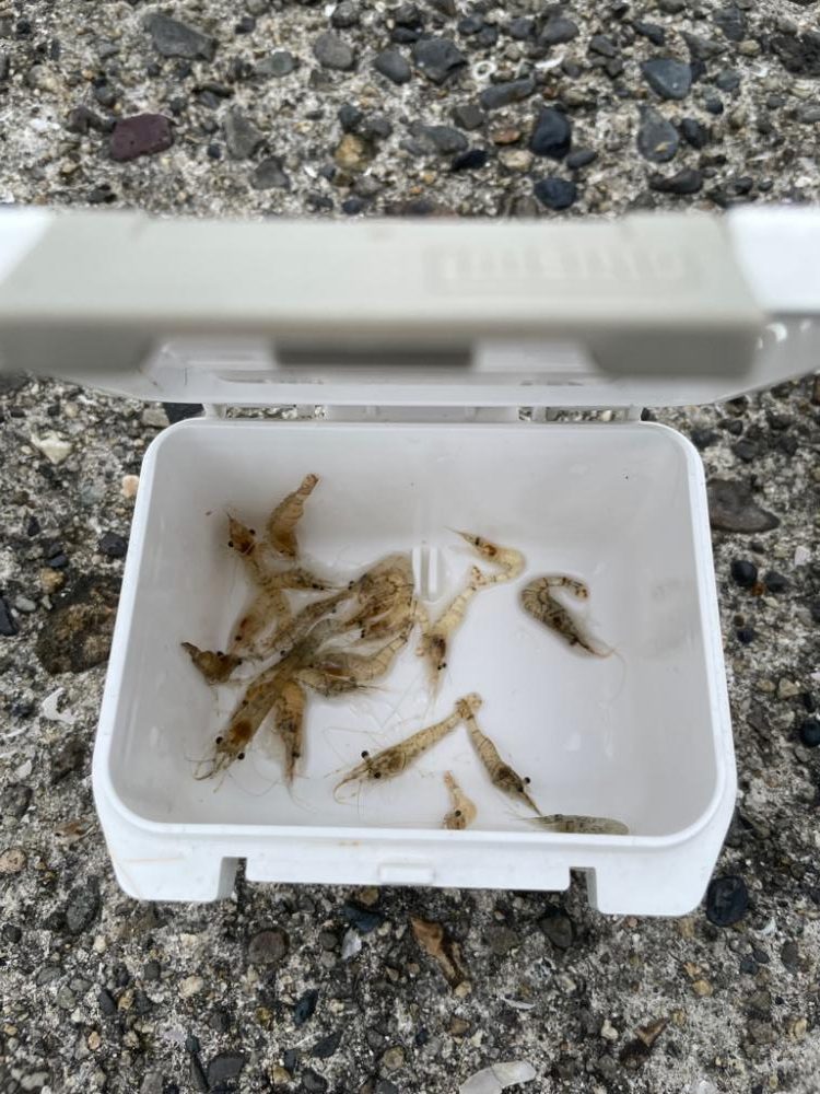 雨の中カワハギ