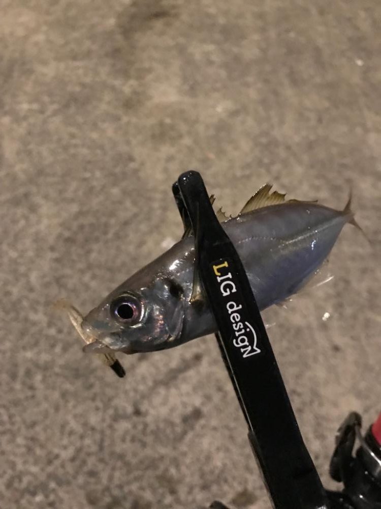 今日もアジング釣行