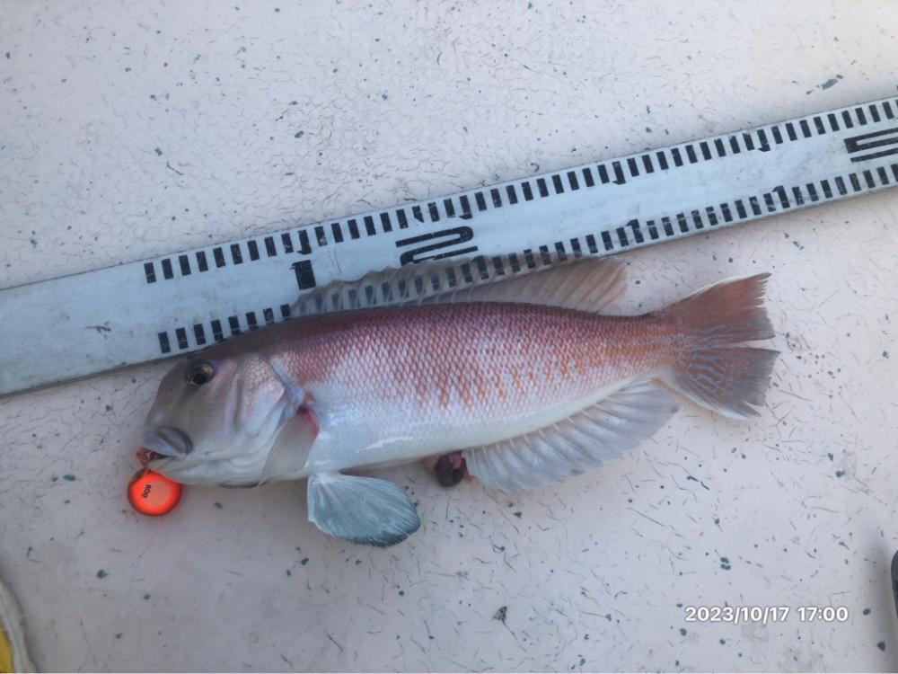 10/17 伊島沖タイラバ