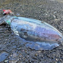 ハモノが元気すぎ