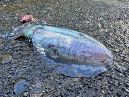 ハモノが元気すぎ