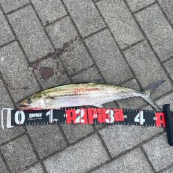 回遊まで粘る〜サゴシ〜