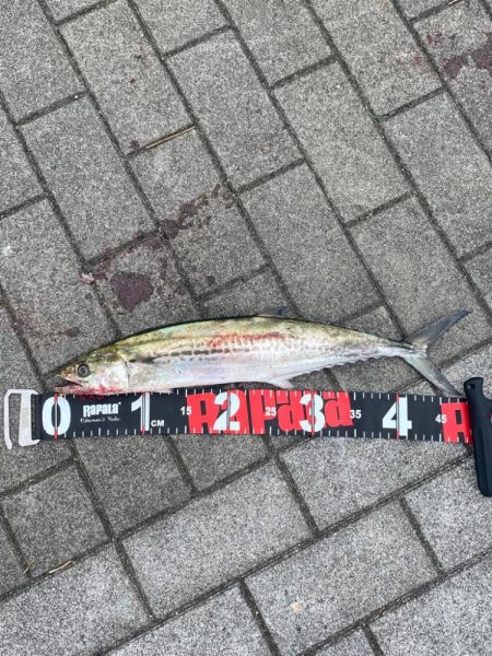 回遊まで粘る〜サゴシ〜