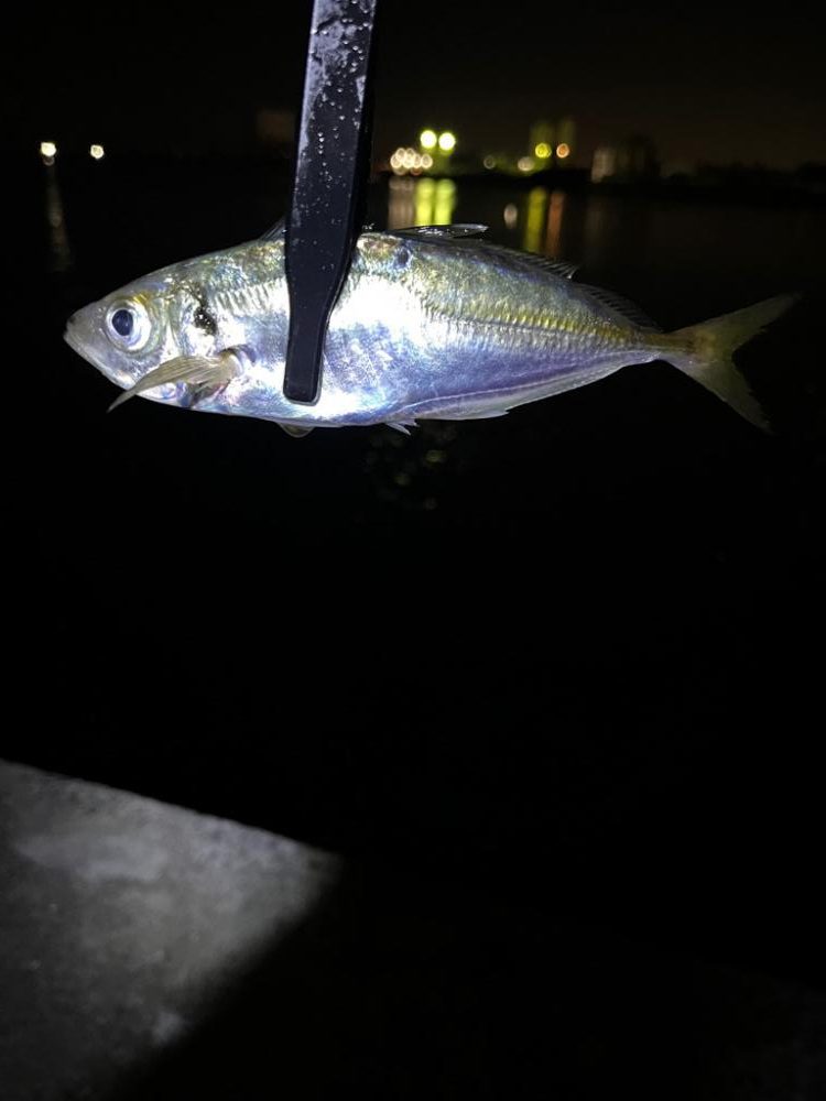 久しぶりに豆鯵以外