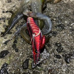 仕事終わりエギング！