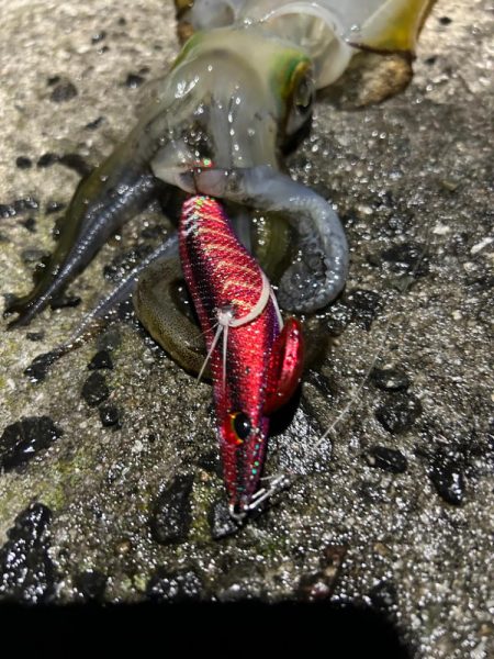 仕事終わりエギング！