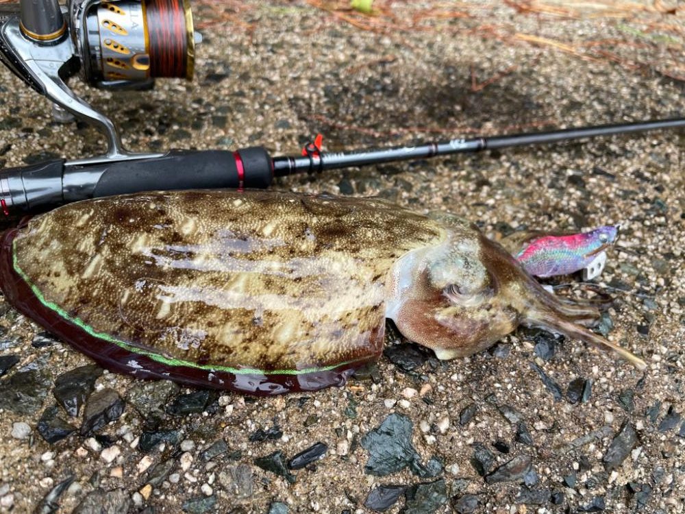 新しいラインで！