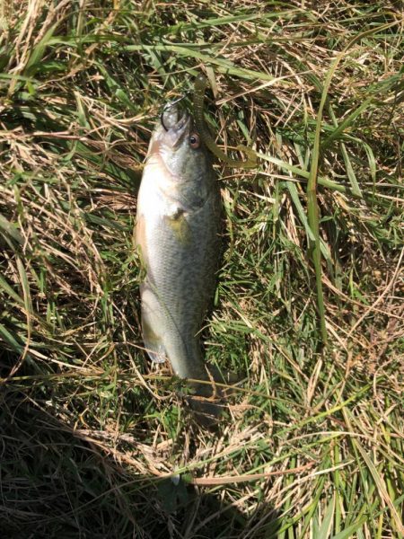 小バスしか釣れない