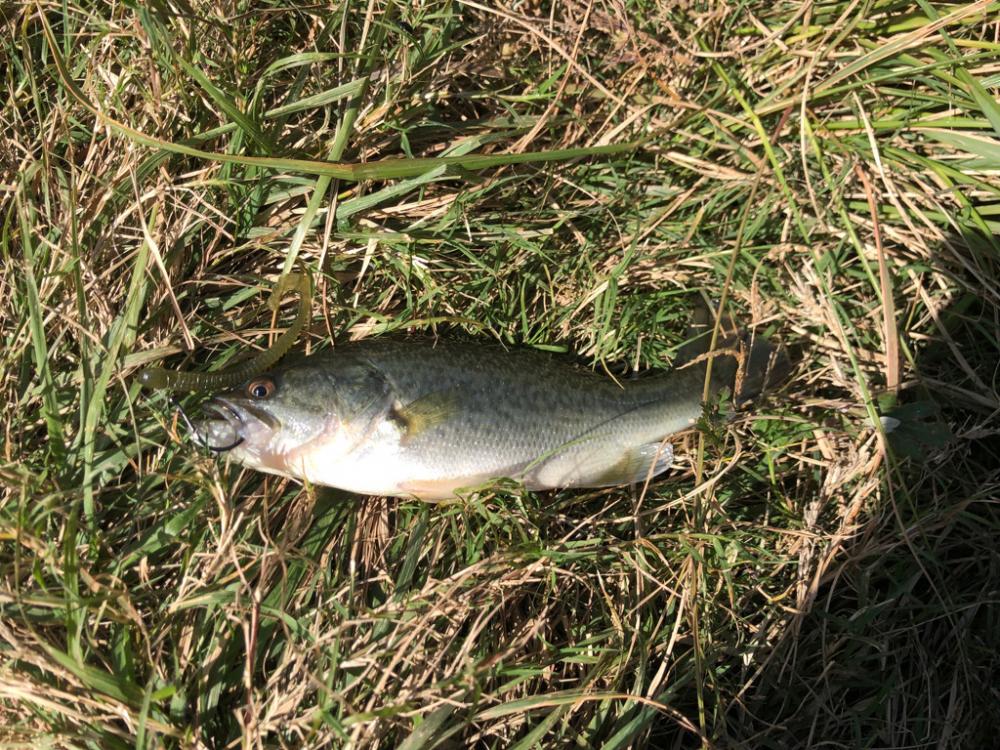 小バスしか釣れない