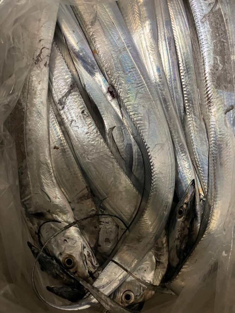 初めてのライトジギング