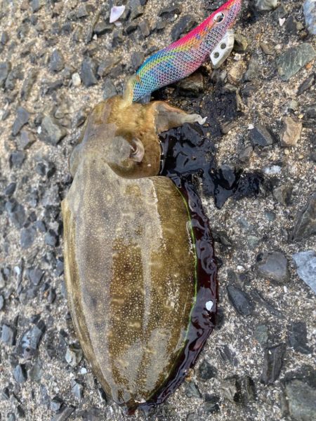 コウイカとイイダコばかり