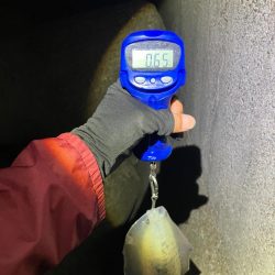 エギング　朝マズメは活性高い＼(^^)／