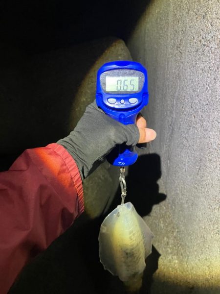 エギング　朝マズメは活性高い＼(^^)／