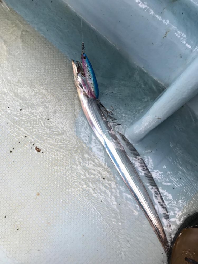 タチウオジギング