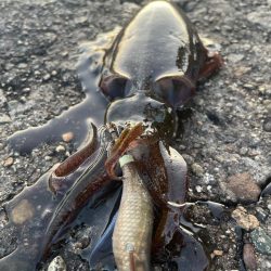 アオリイカ136杯目