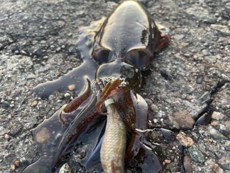 アオリイカ136杯目