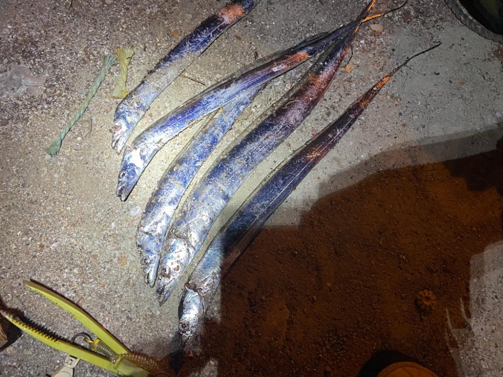 太刀魚釣行