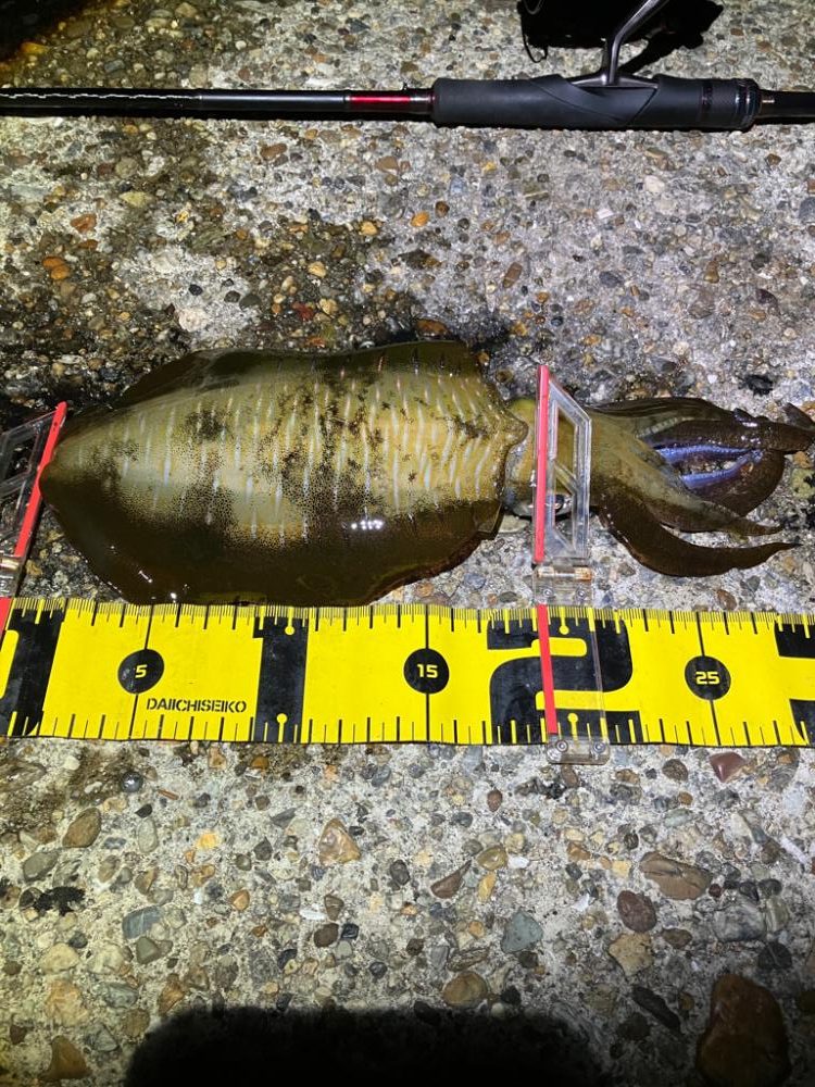 潮が動けばアオリ🦑釣れます\(^^)/