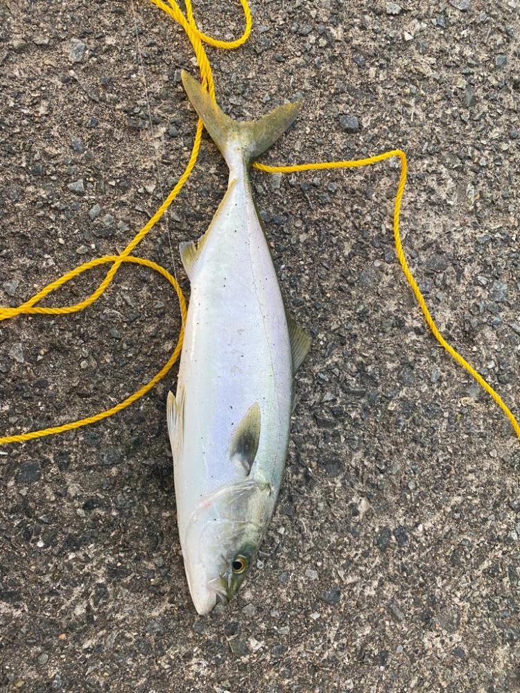 久しぶりの紀北