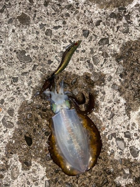 キロアップ！！