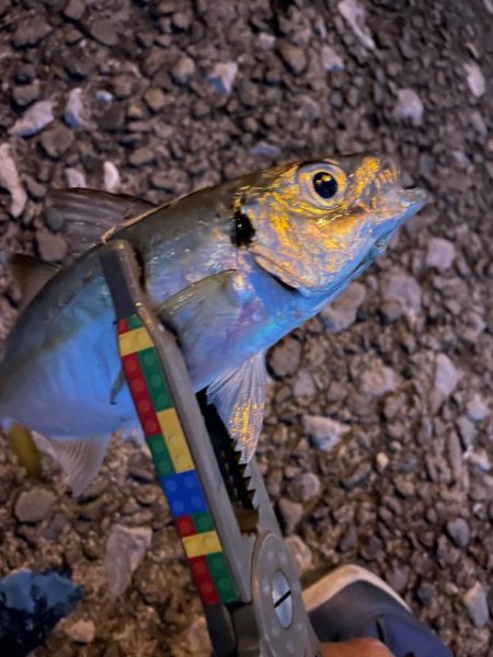 爆風河口アジング