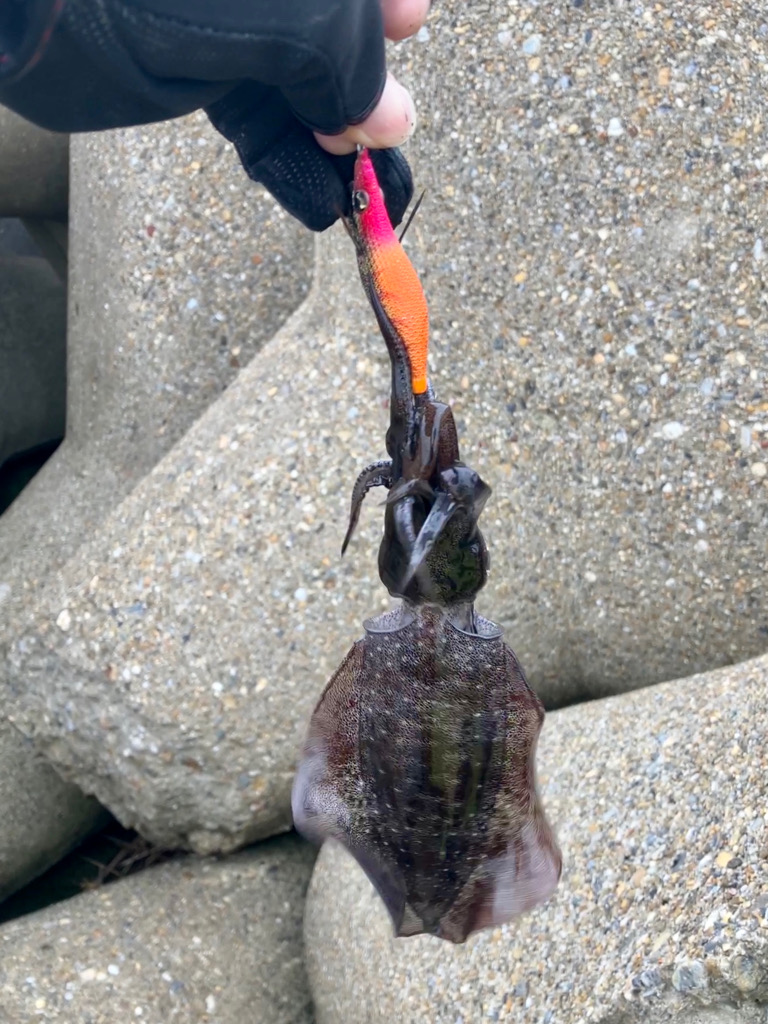 出勤前約1時間のデイエギング(^^)