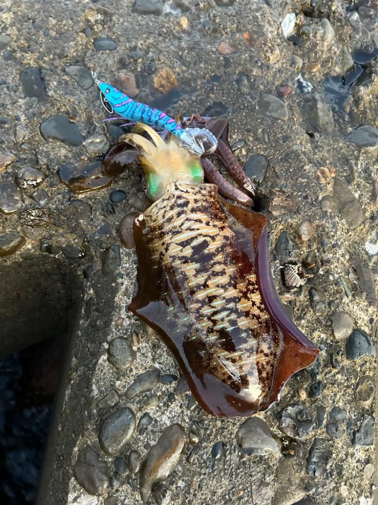 エギング朝まずめ勝負