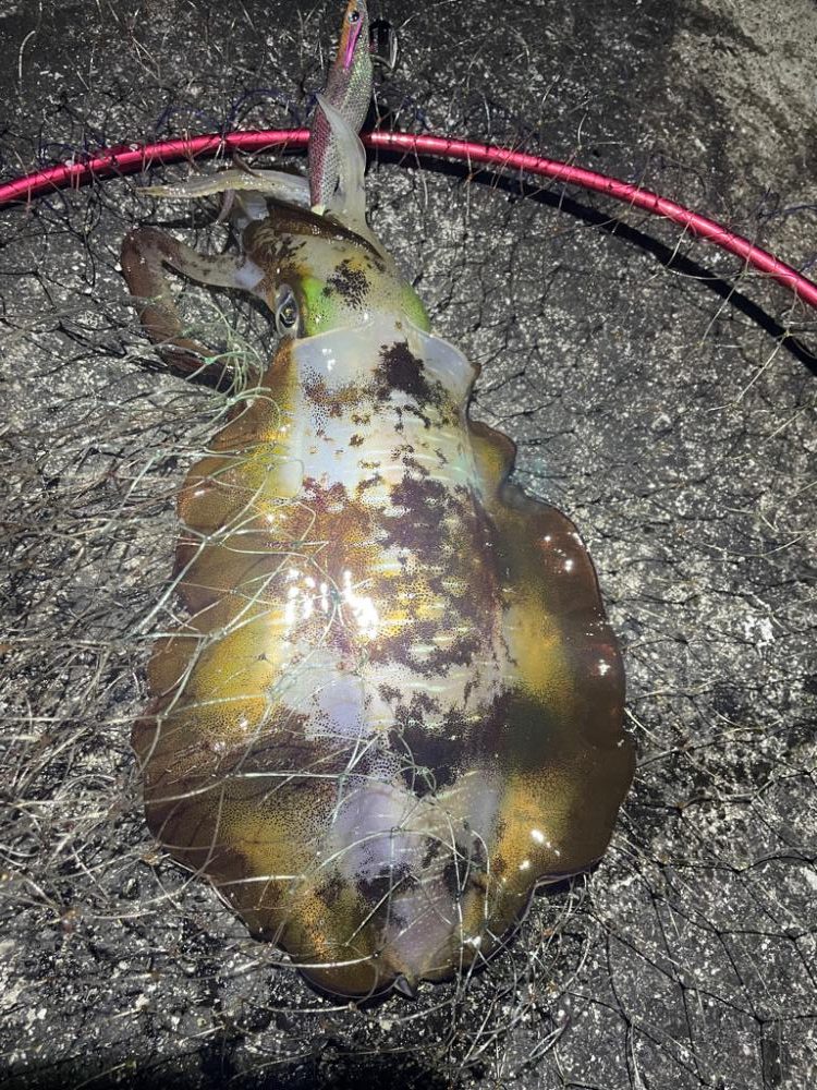 2023 佐渡ヶ島エギング 40回目【10月26日】