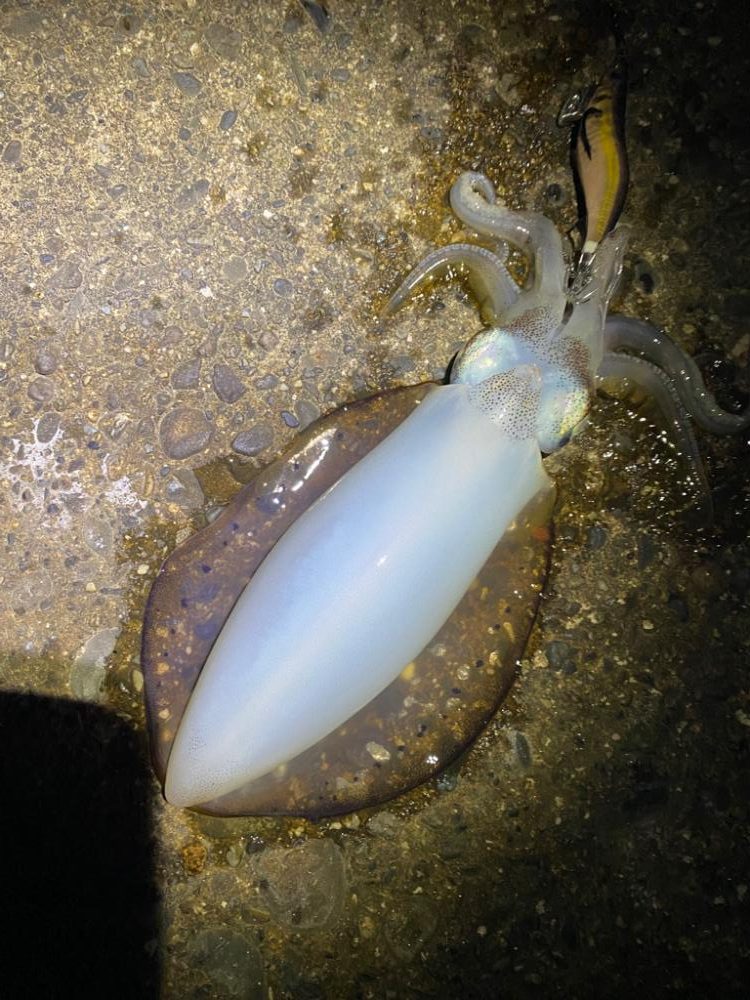 短時間エギング