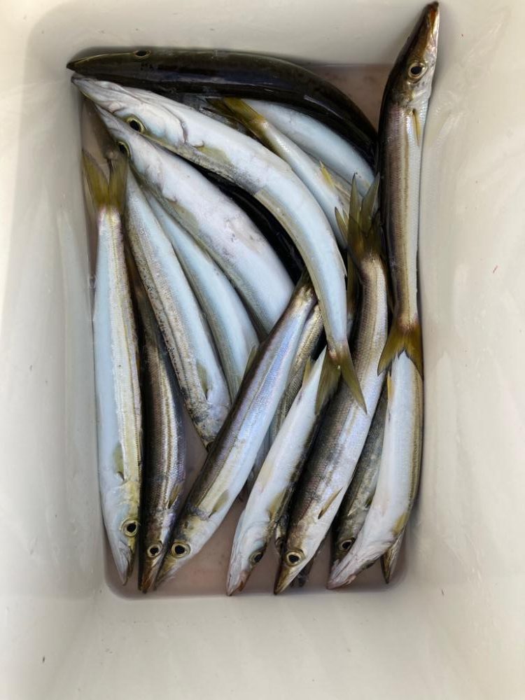 アオリイカ探し