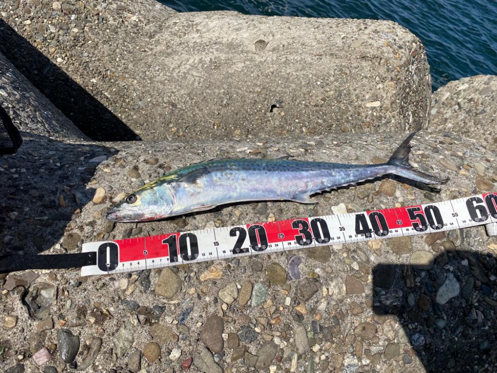 短い時合いで複数ゲット