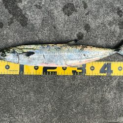 ショアジギング