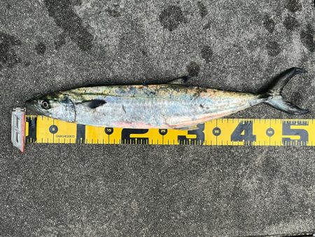 ショアジギング