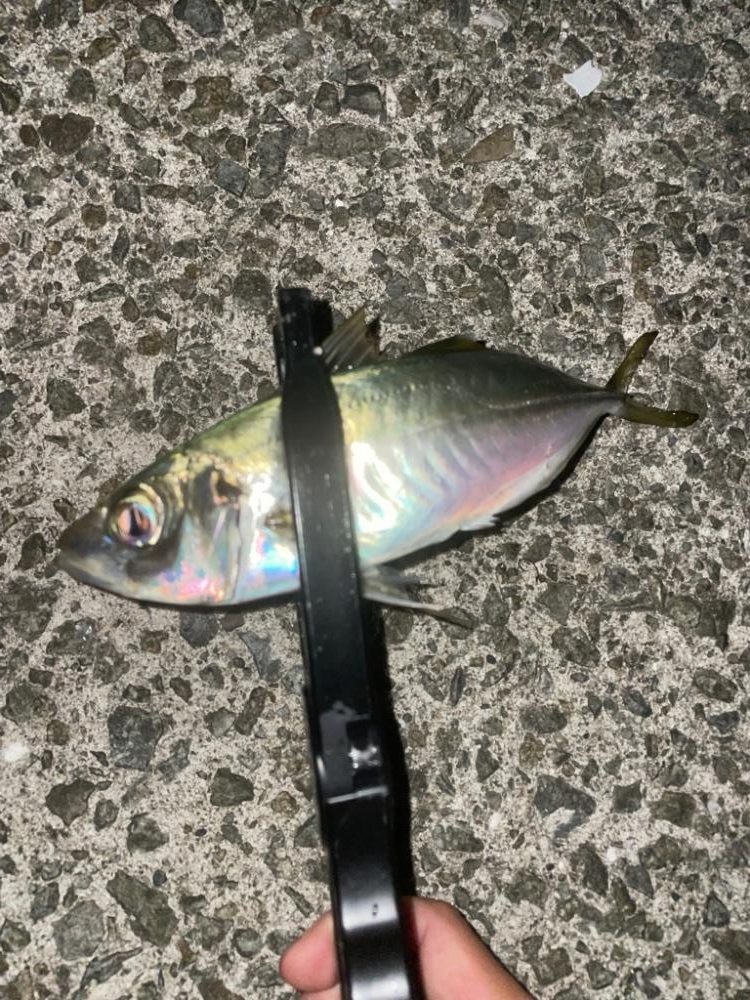 秋はアジングタックル一本！