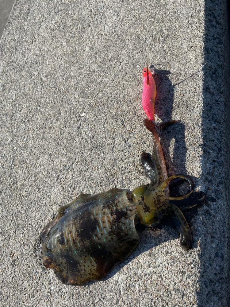 初淡路エギング