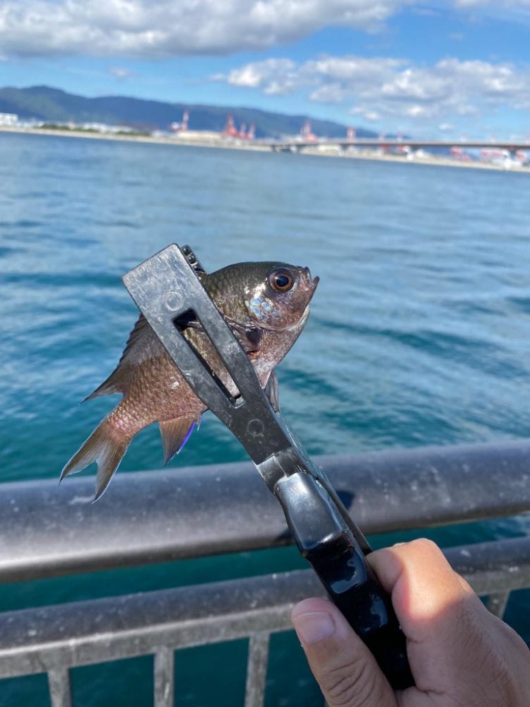 五目釣り、イン初場所、神戸空港